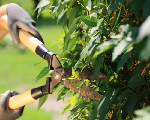 Glen Allen Trimming