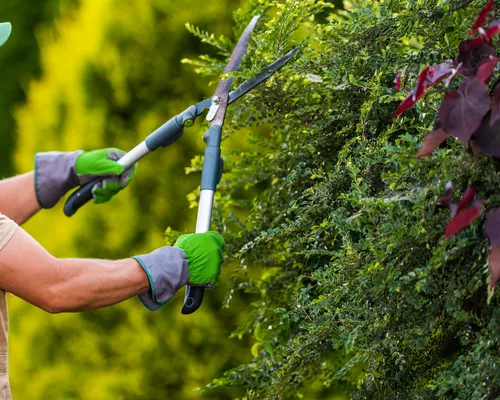 Glen Allen Pruning
