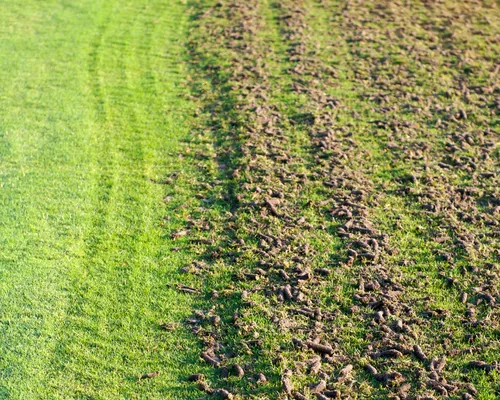 Glen Allen Aeration