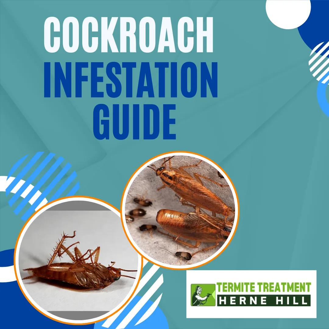 Cockroach Infestations: Signs, Prevention, Facts, and Treatment