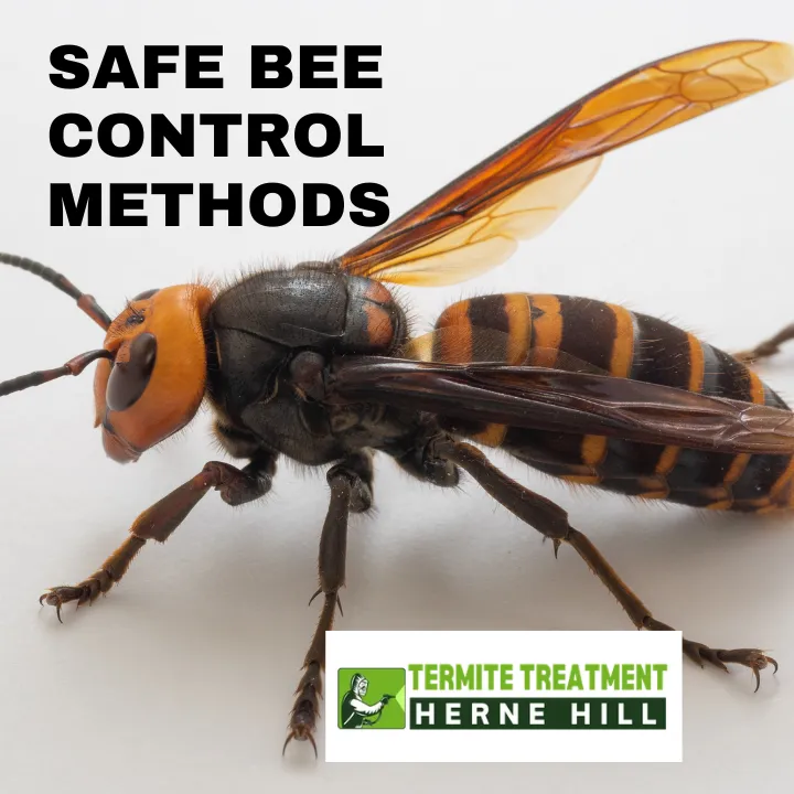 Safe Bee Pest Control Methods to Protect Homes and Property
