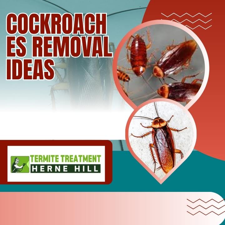 Cockroach Removal Ideas for Fresh Kitchen Spaces