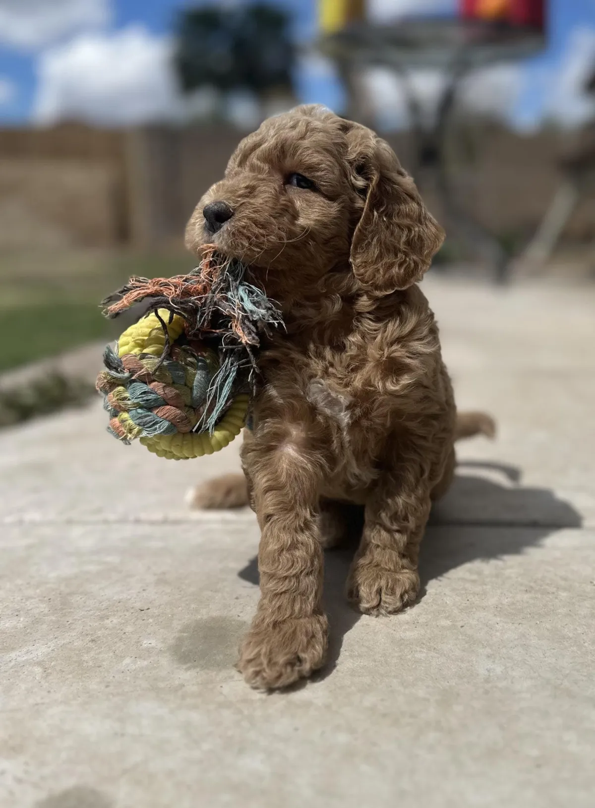 Mesa Goldendoodles puppy playing