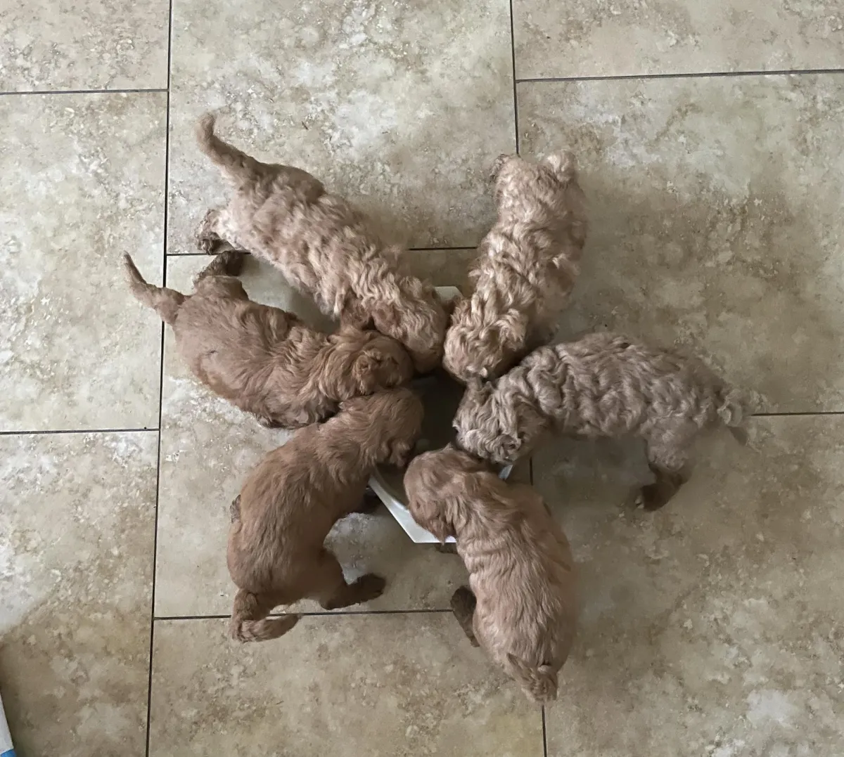 Mesa Goldendoodle Puppies 