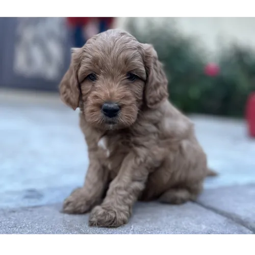 Mesa Goldendoodle puppy