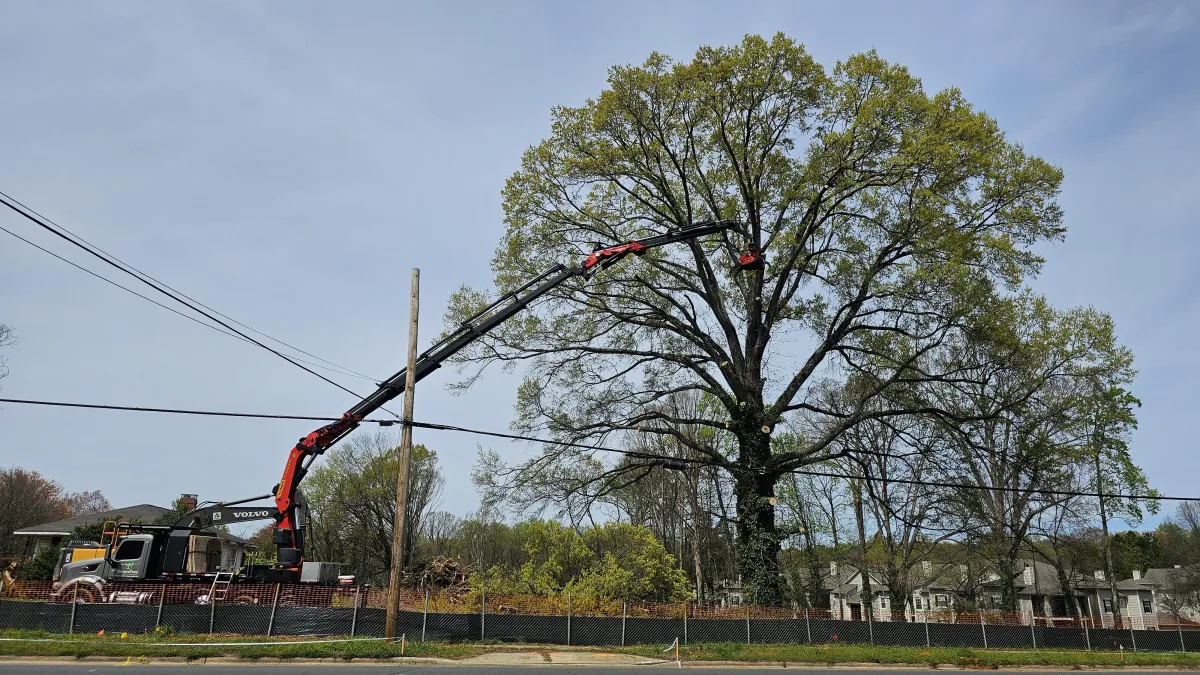 Commercial tree maintenance and safety pruning for an HOA development in Weddington, Union County.