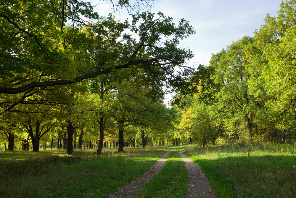 Common Tree Buying Mistakes to Avoid in Omaha, NE