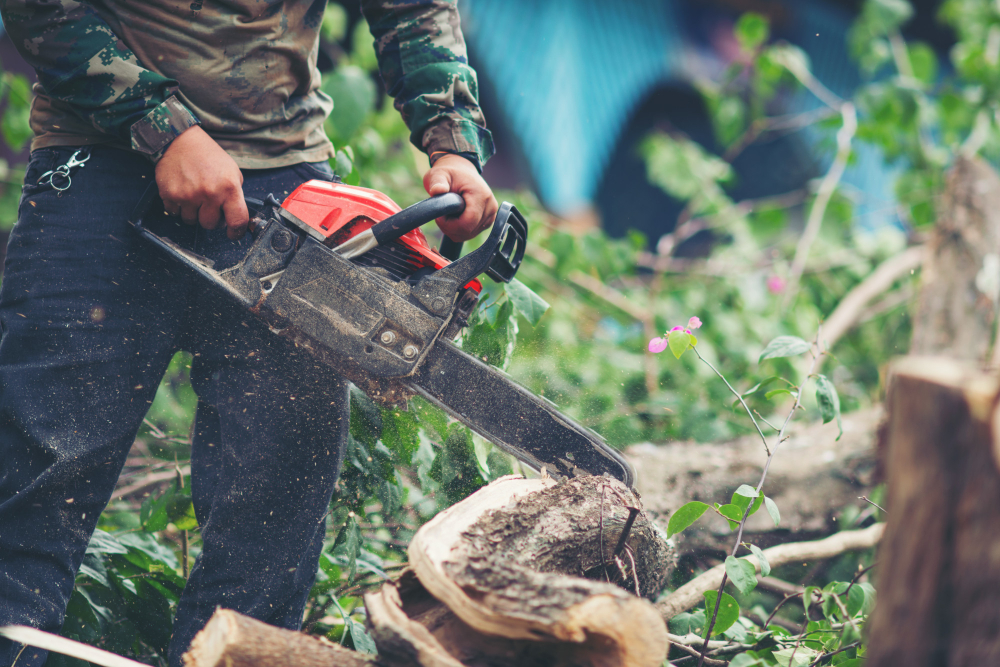 Why Hiring a Certified Arborist Matters for Your Trees in Omaha, NE