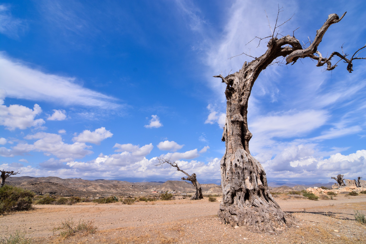 When a Tree Starts Declining: What Omaha Homeowners Should Know