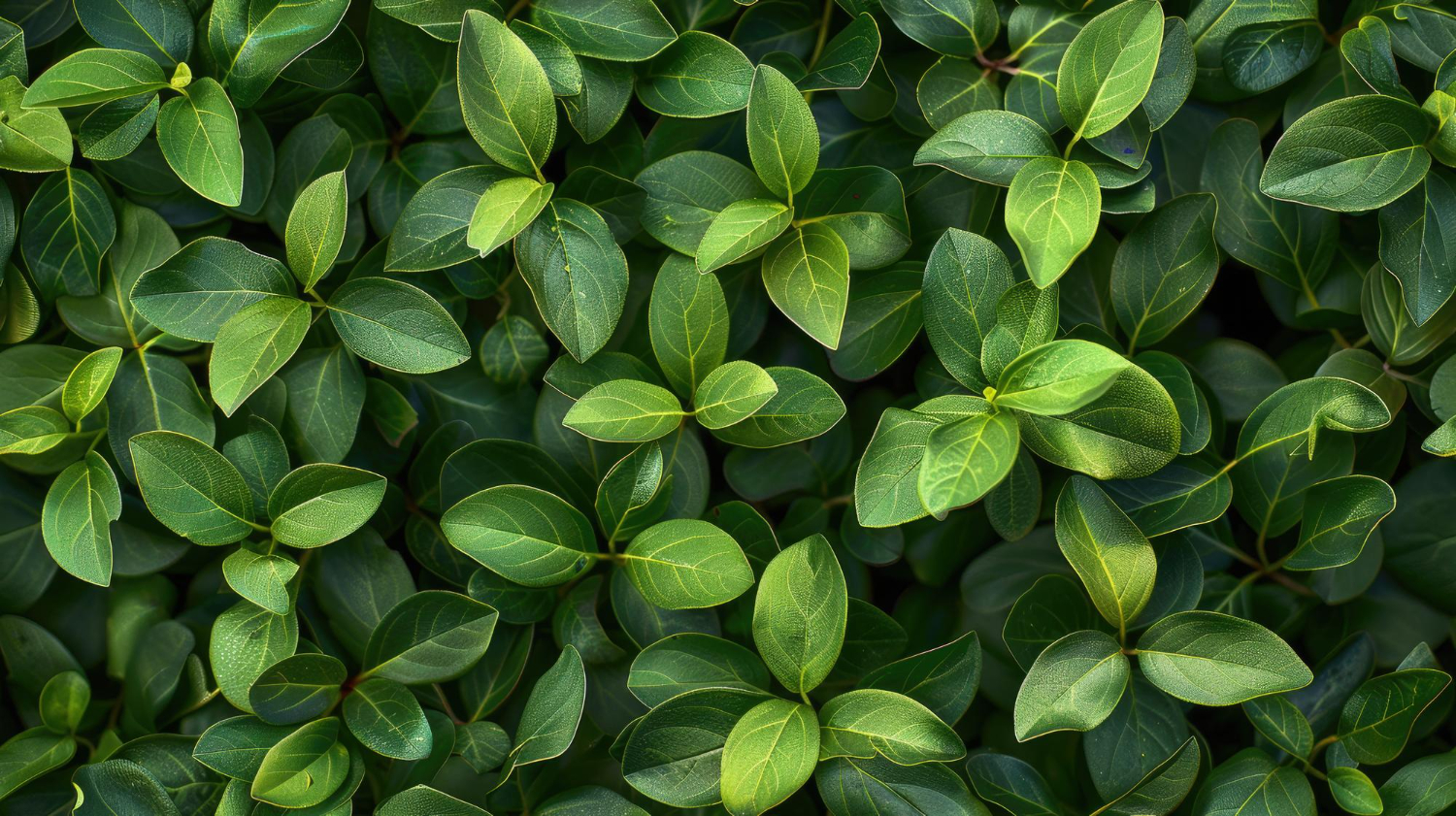 Why Are Your Tree Leaves Sticky? What It Could Mean for Your Trees in Omaha, NE