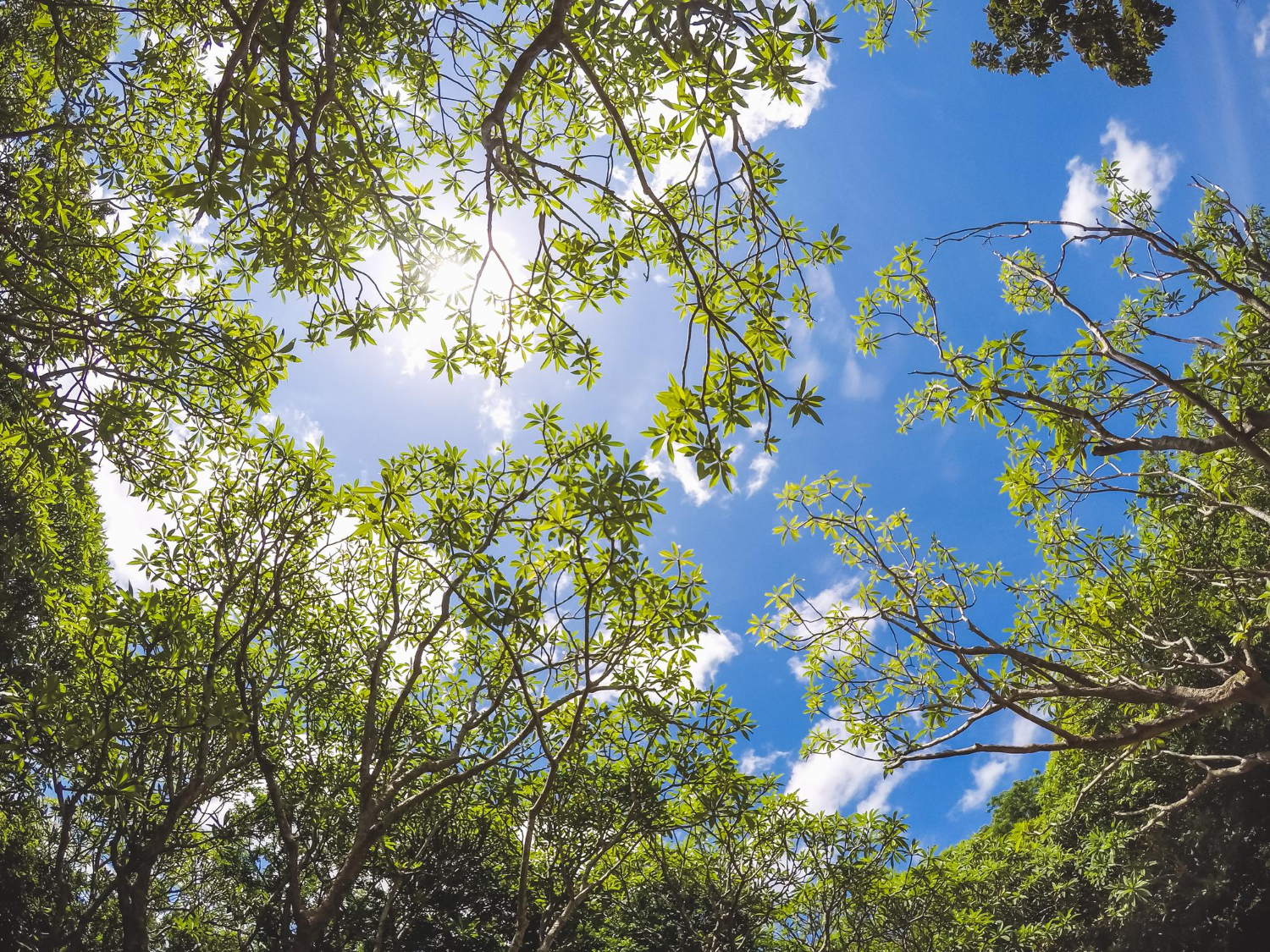 How Summer Heat Can Affect Your Trees in Omaha, NE