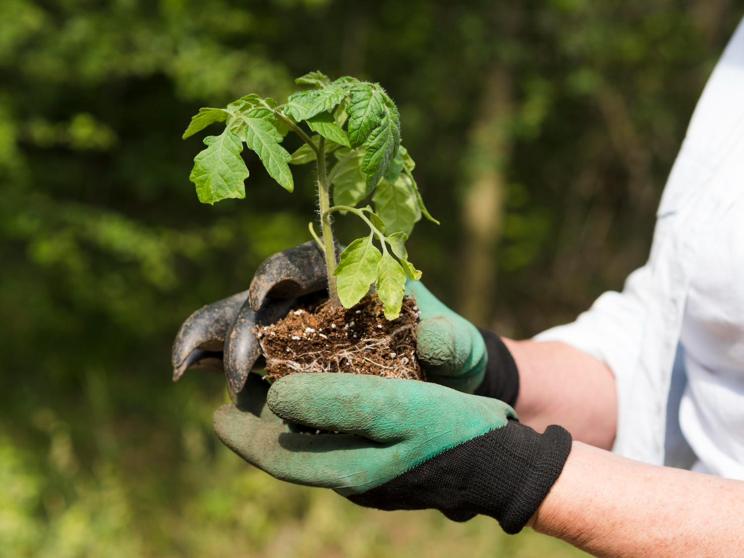 Can You Plant Trees During the Summer? Here's What Omaha Homeowners Should Know