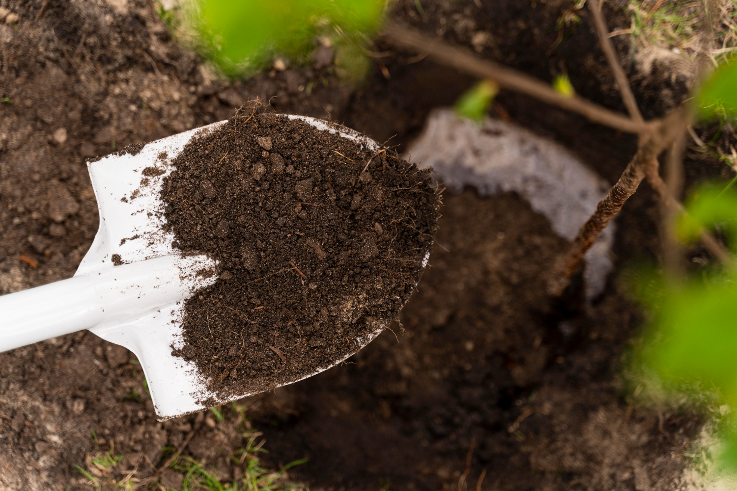 The Hidden Problem Beneath Your Trees: Understanding Soil Compaction