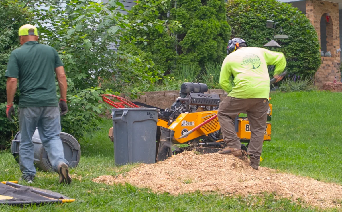 Storm-Damaged Trees: What Omaha Homeowners Should Know