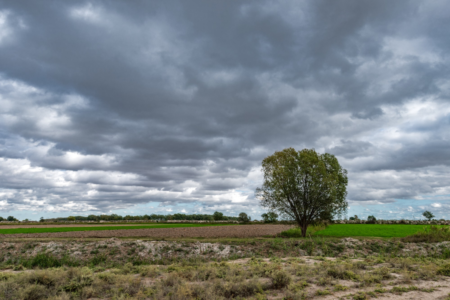 Are Your Trees Ready for the Next Storm in Omaha, NE?