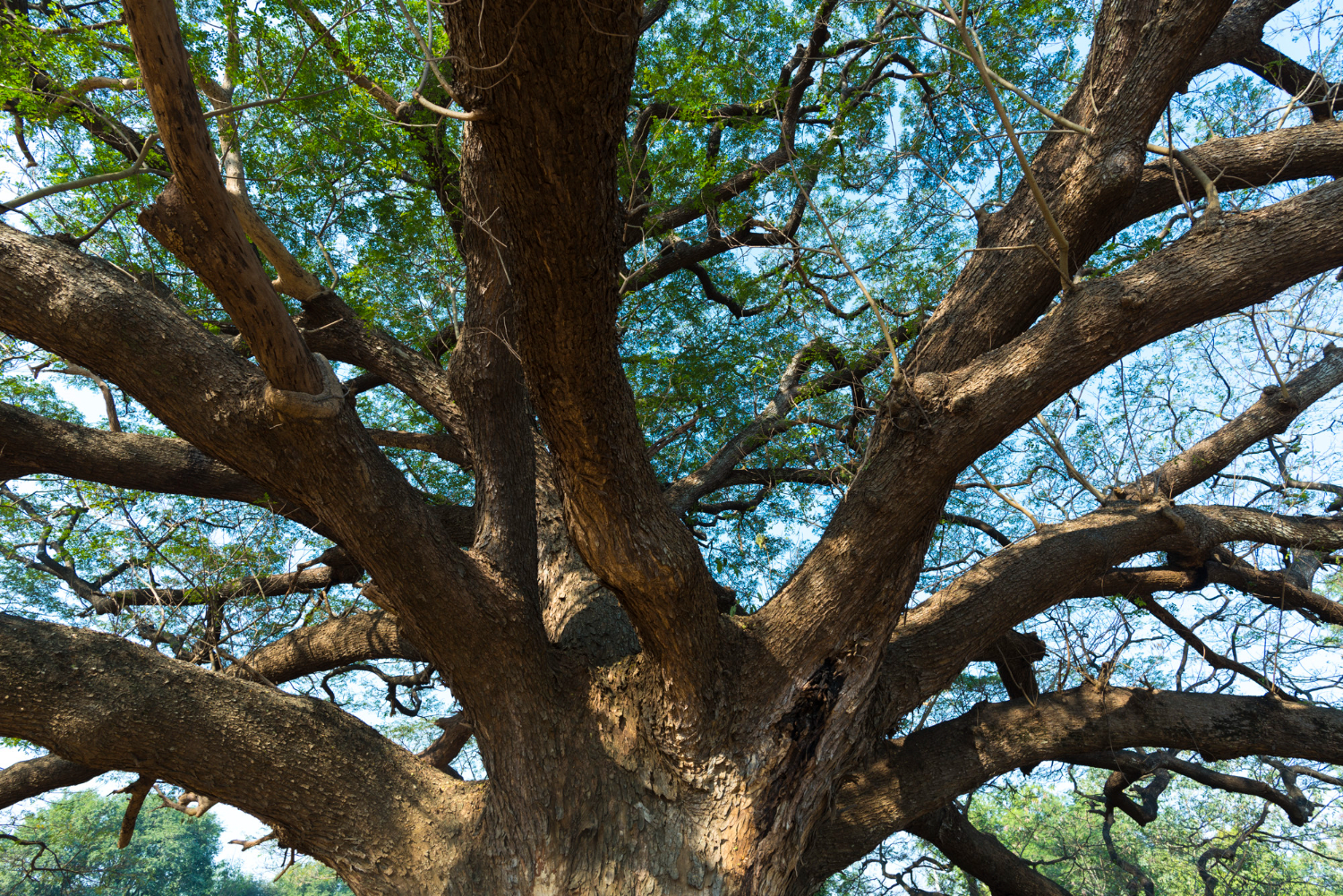 When Does a Tree Need Emergency Care in Omaha, NE?