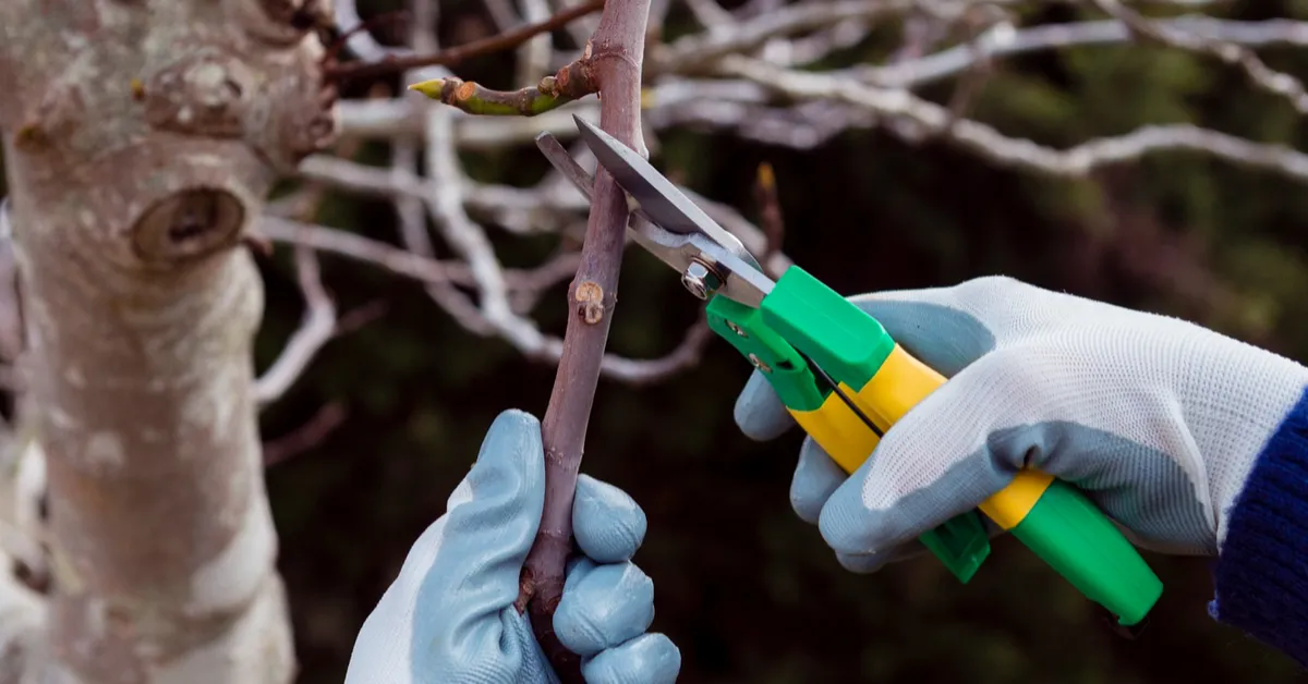 The Hidden Risks of Trimming Your Own Trees in Omaha, NE