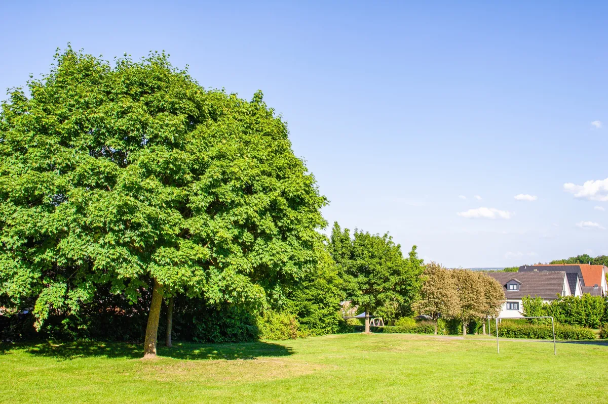 Your Yard Has Different Needs: Understanding Tree Care in Omaha