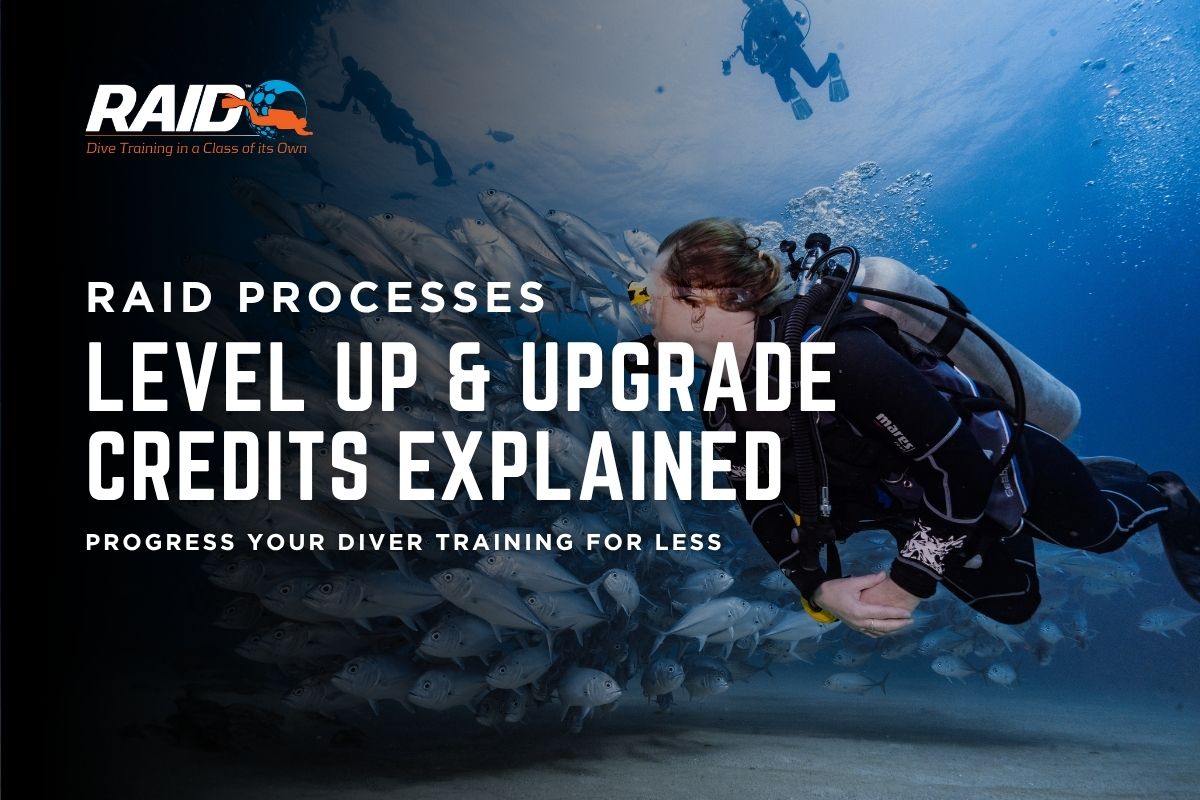 RAID Level Up & Upgrade Credits Explained | Dive RAID UK