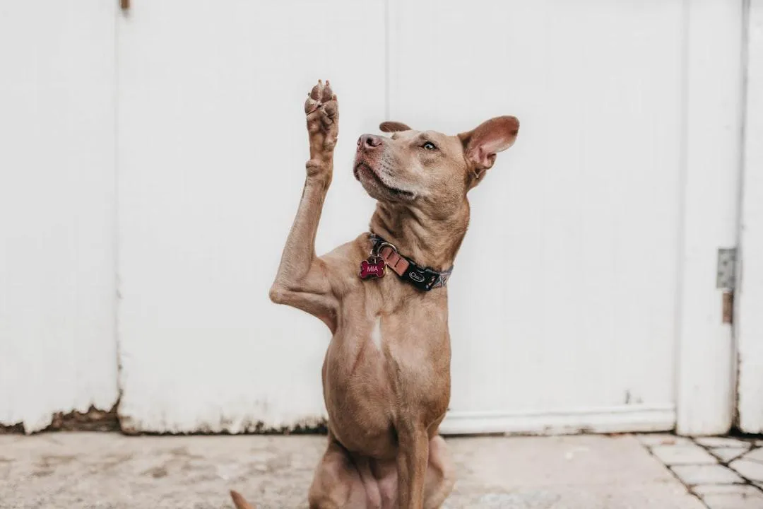 Photo of dog with paw up