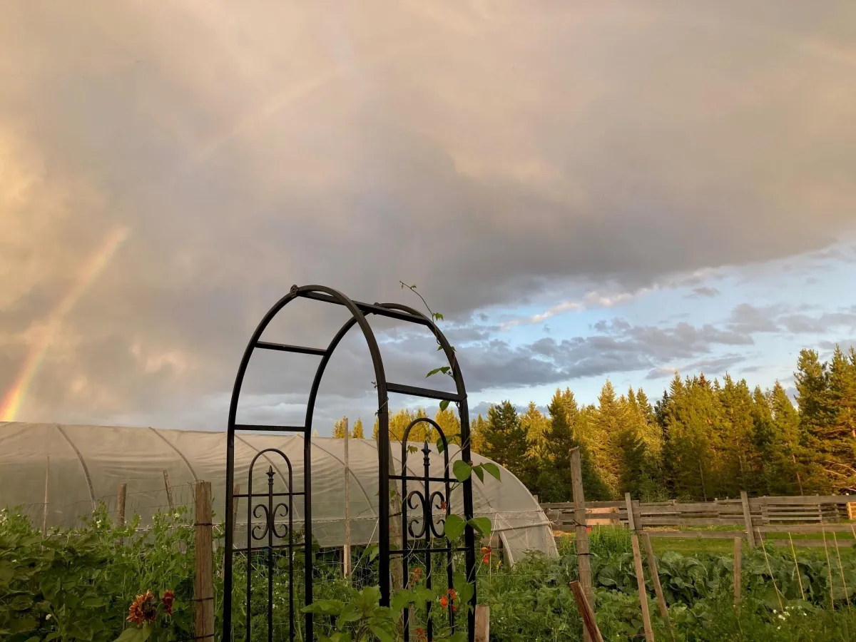 A thriving vegetable garden, planted using easy companion planting and crop rotation methods, flourishing with healthy, bountiful plants under a vibrant rainbow. A perfect example of sustainable, beginner-friendly gardening for a productive and resilient garden