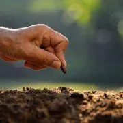 A hand planting a seed into soil, symbolizing the start of growth, reflecting the idea "I will plant a seed, give you food for thought.