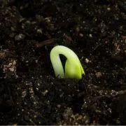 A small sprout breaking through the soil, symbolizing the early stages of growth and new beginnings.