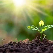 A healthy seedling with four true leaves basking in sunlight, representing steady growth and thriving in nature.