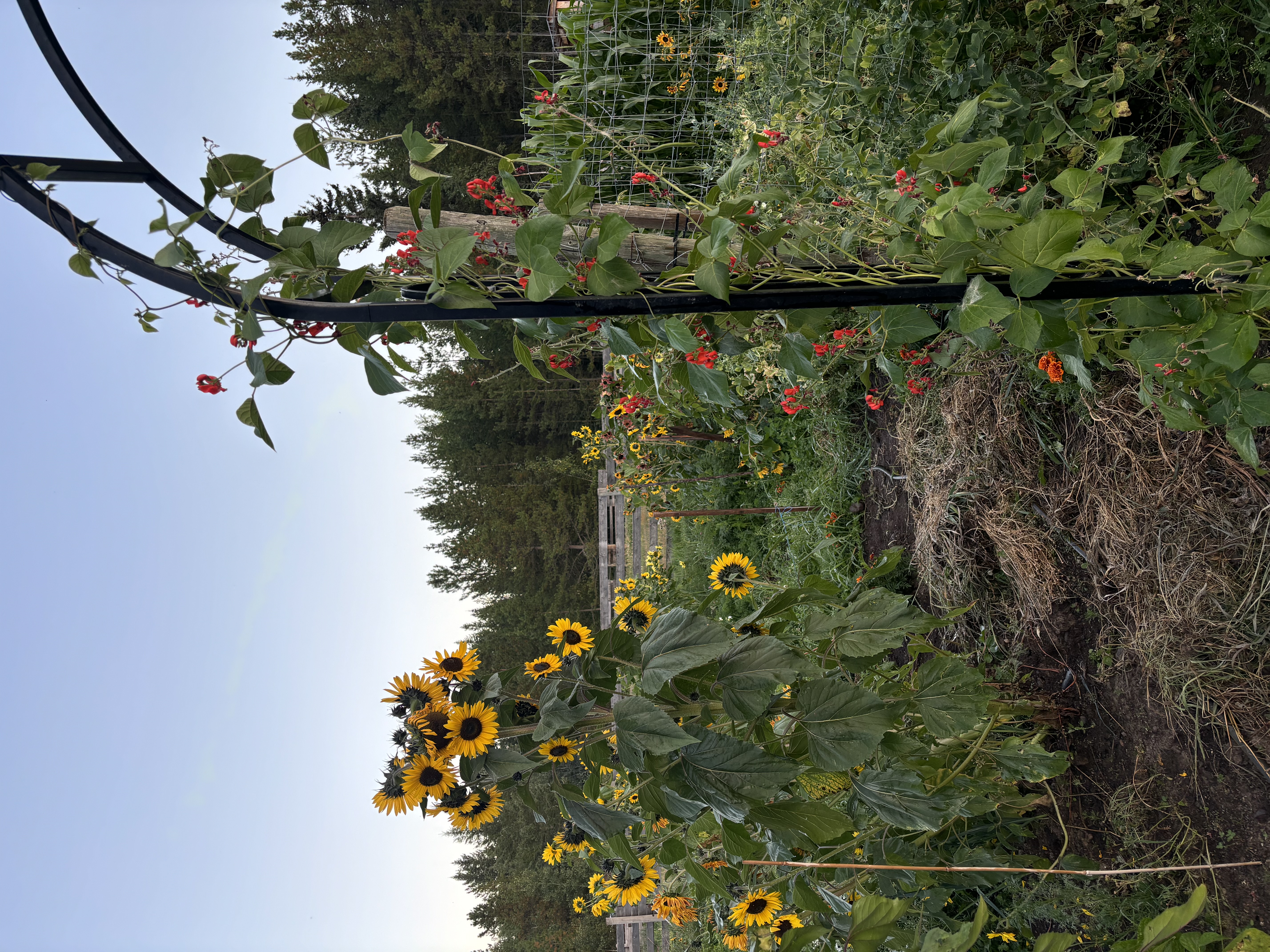 Thrive Tribe’s garden – a natural space with sunflowers, beans, and productive greenery showing the beauty of simple gardening.