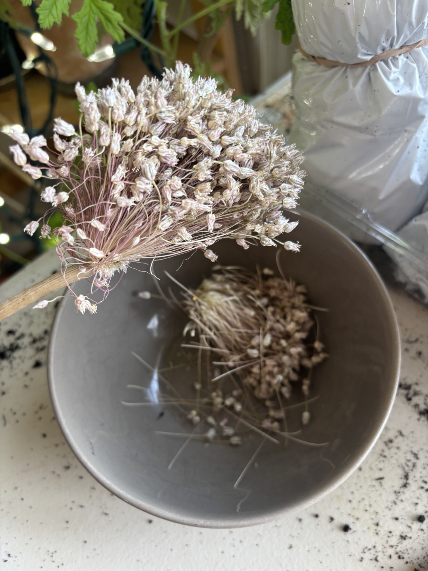 Saved onion flower head with seeds in a bowl, showing simple, productive gardening.