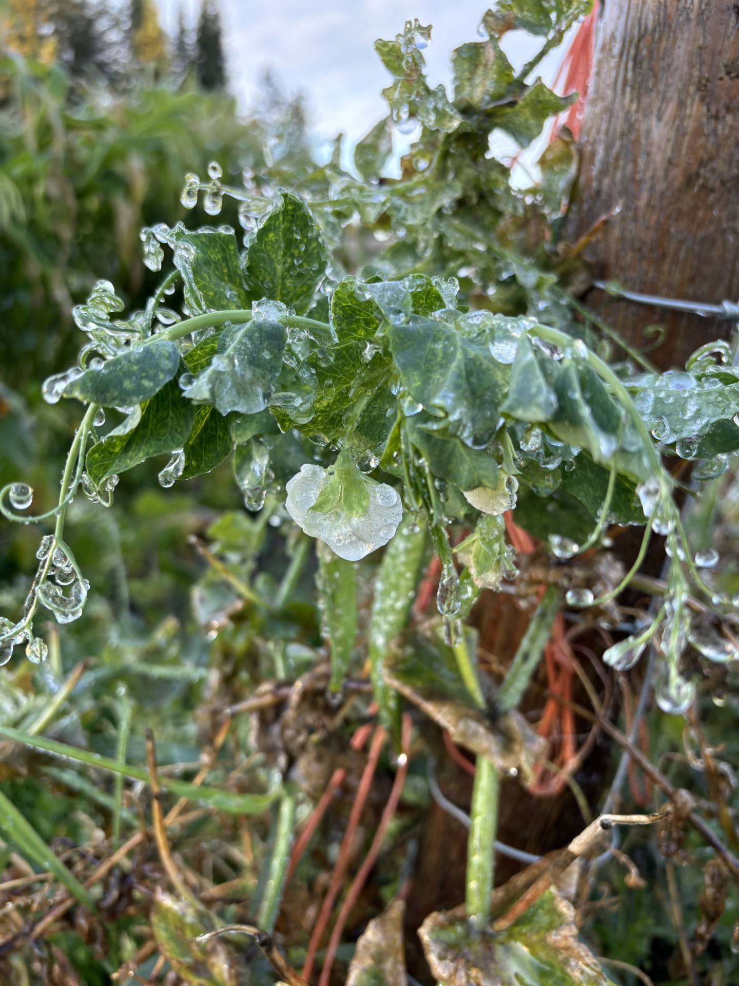 Frozen pea flowers illustrating seasonal gardening, showing the natural challenges and rhythms of growing vegetables throughout the year.