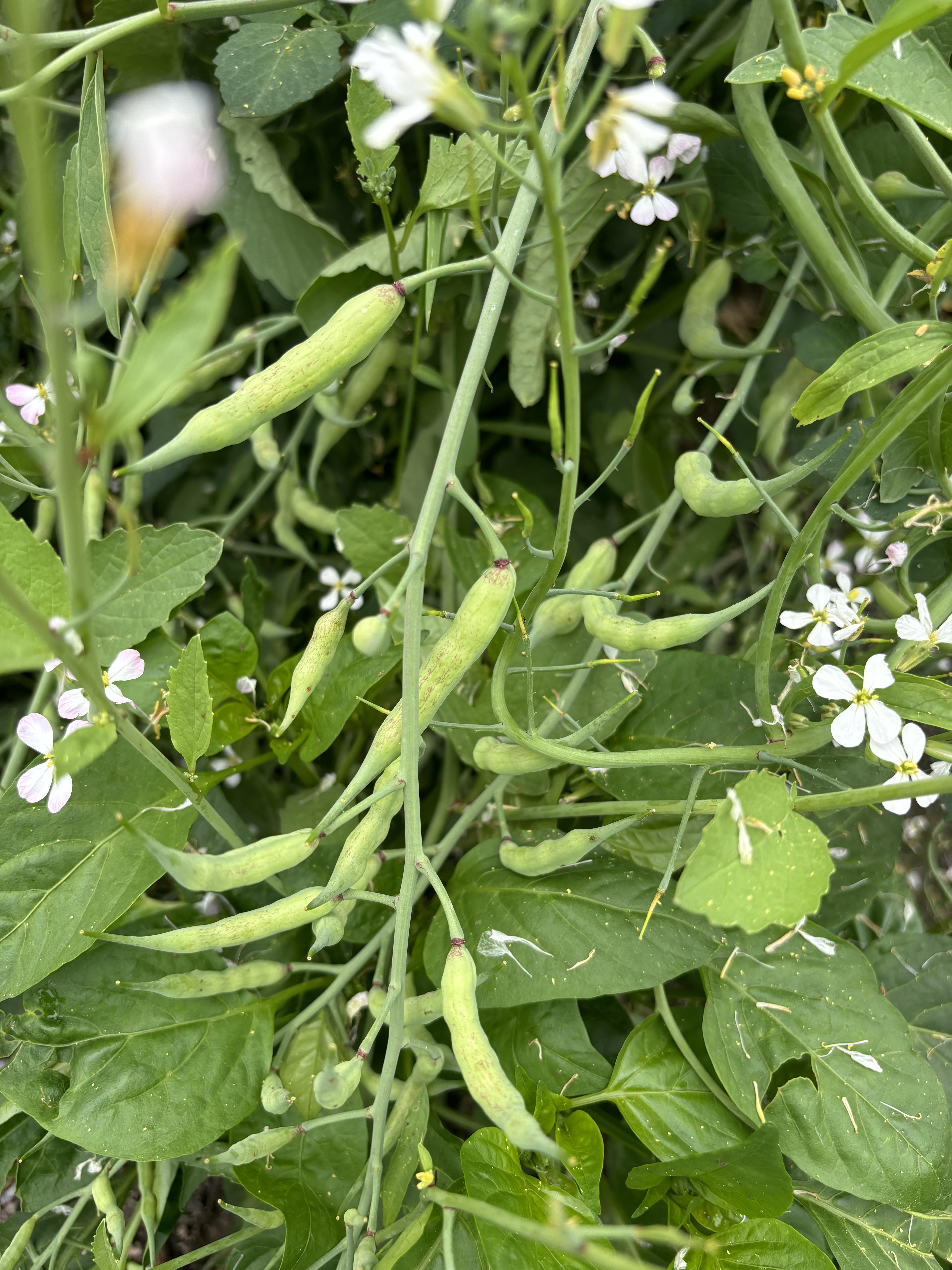 Radish seed pods and flowers representing nature-based gardening techniques, emphasizing observation, soil health, and seed saving.