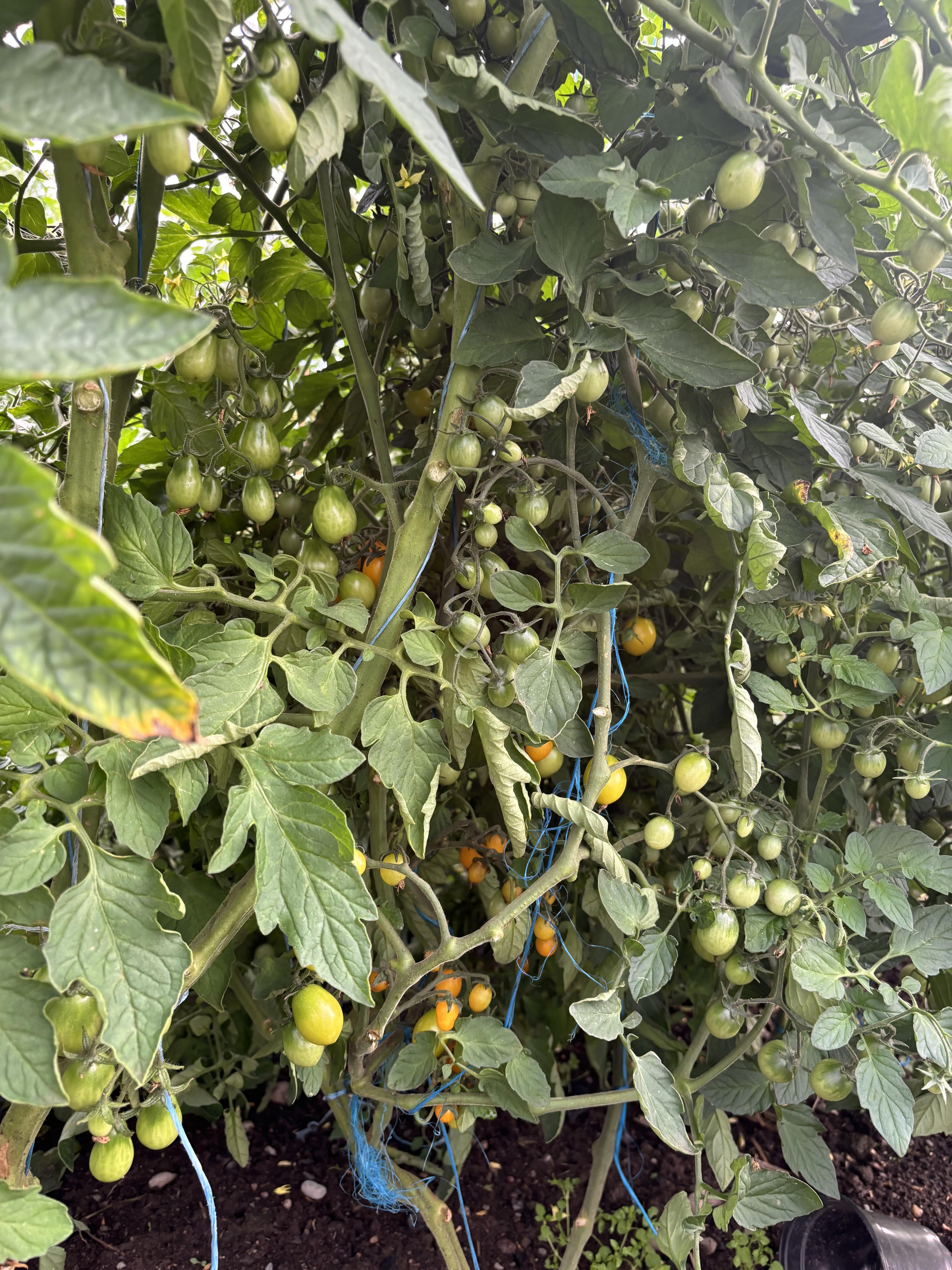 Tomato plant full of ripening tomatoes demonstrating small-space gardening and practical techniques to maximize harvest.