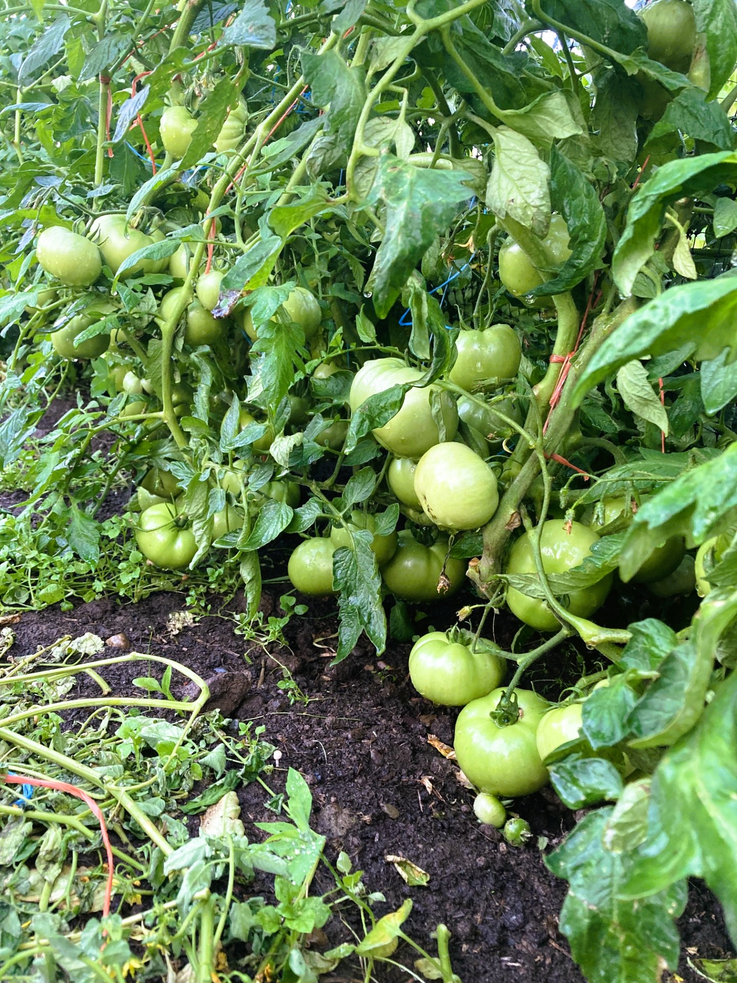 Unpruned tomato plant loaded with ripe tomatoes, demonstrating a natural, abundant home garden harvest.