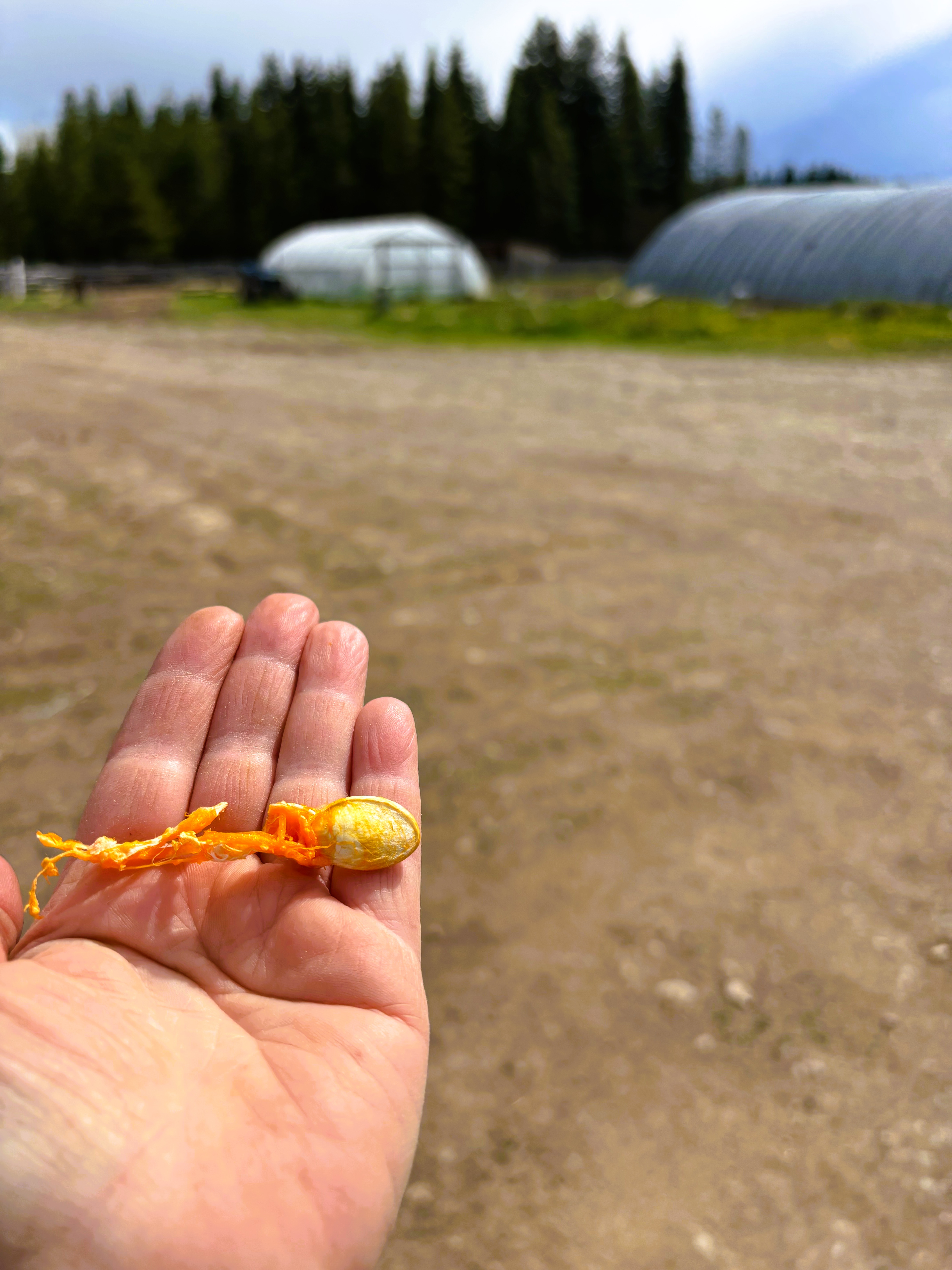 Fresh pumpkin seed in hand ready for planting, with greenhouse and garden in the background, showing hands-on gardening.