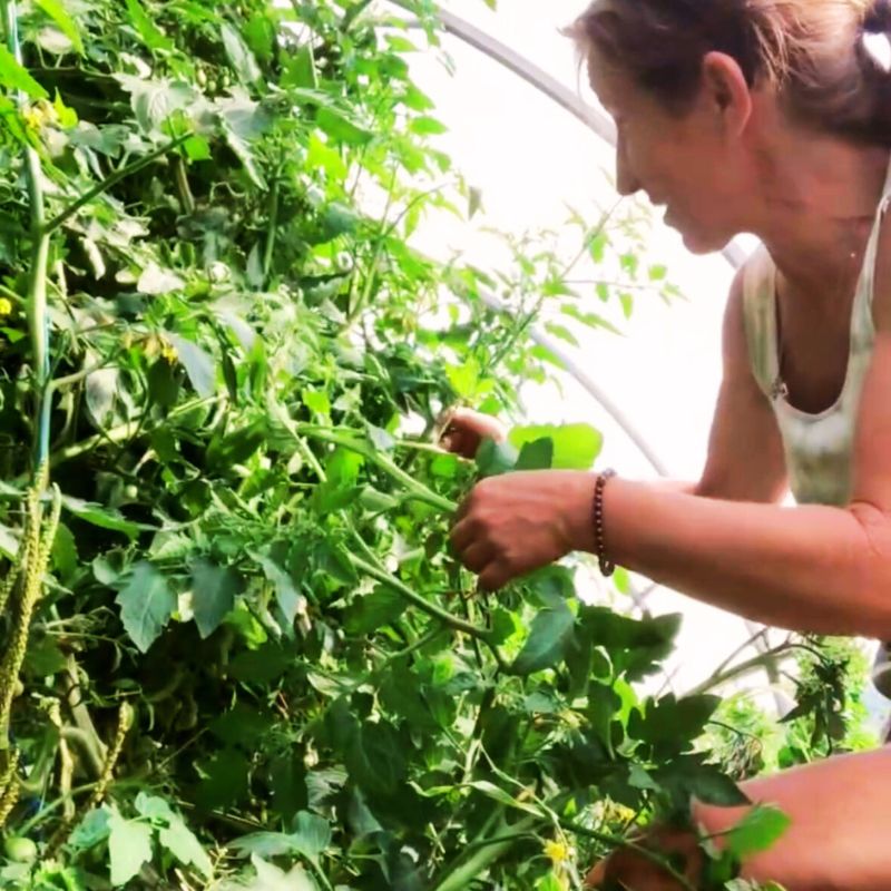 Gardener inspecting and tending to a dense tomato plant, hands in the leaves, demonstrating hands-on guidance.