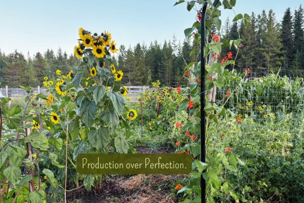 Lush, abundant garden with sunflowers and vegetables, highlighting production over perfection in home gardening.