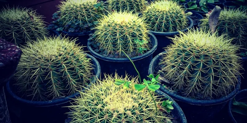 The Cactus Effect: How Holding Onto Painful Thoughts Keeps You Stuck