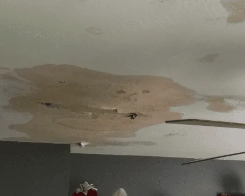  Mold Remediation