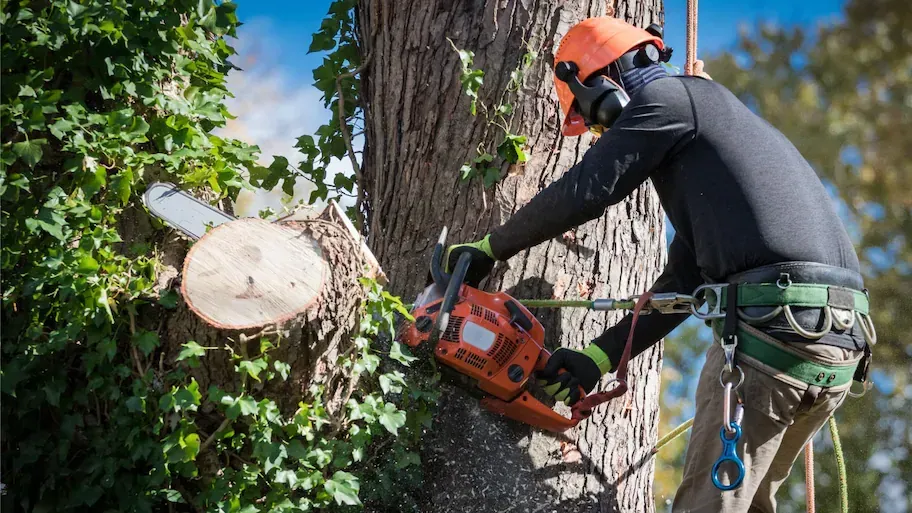 Expert Tree Care: Precision Trimming and Safe Removal for a Healthier, More Beautiful Landscape