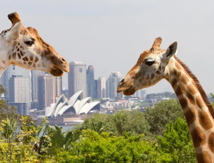 Taronga Zoo Sydney