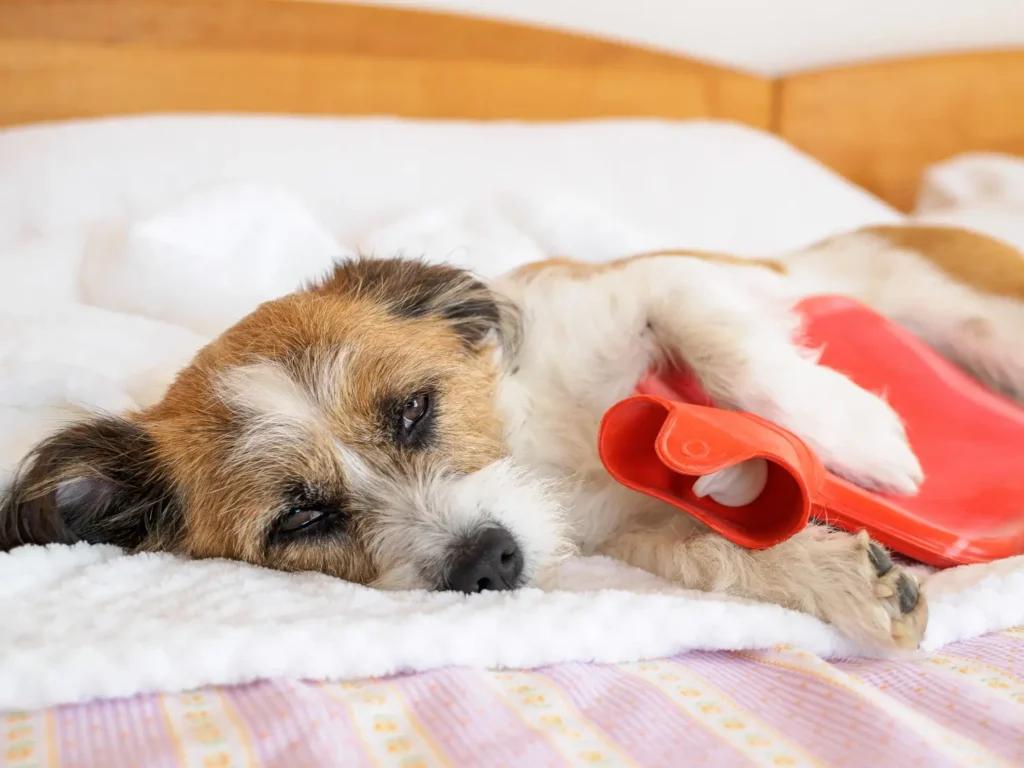 Chronic Diseases in Pets