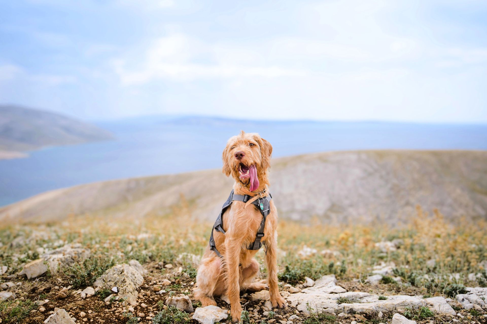 Holistic Pet Services Millcreek