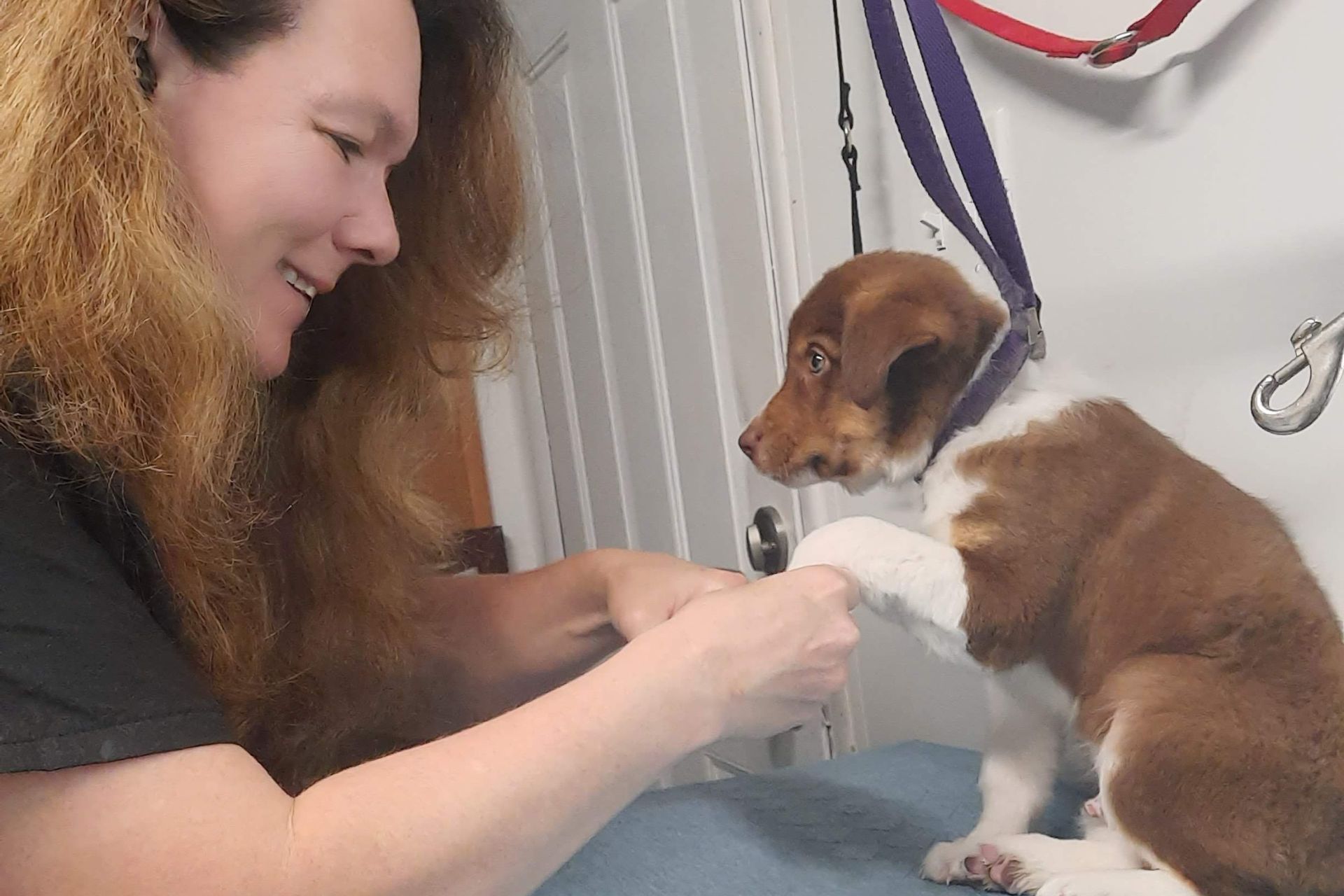 Animal Human Connection in Millcreek