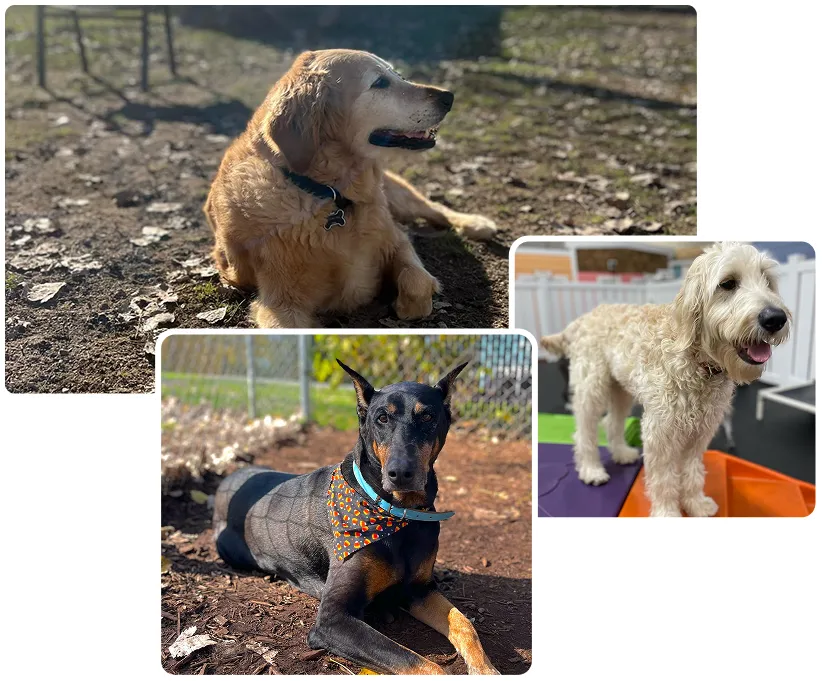 lucky dog daycare & boarding