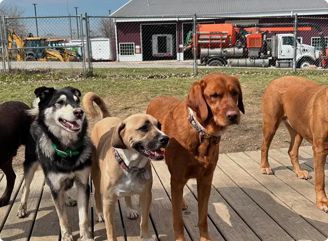 dog play areas