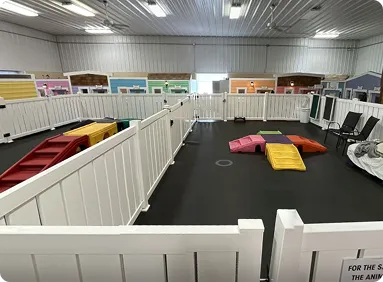 dogs playarea