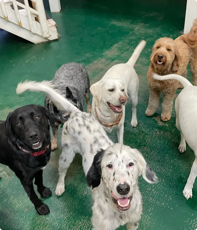 Dog daycare ohio