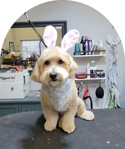 brown dog is sitting