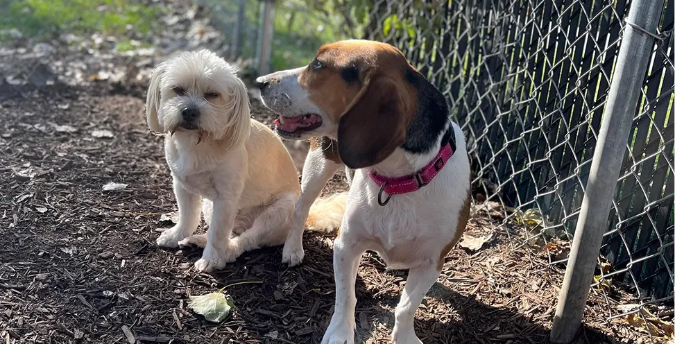 dog daycare in montgomery